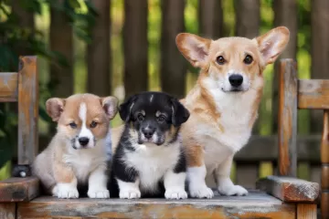 corgi dog puppies