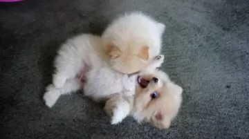 cute puppies 1
