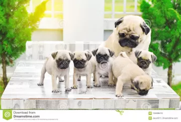 cute puppies pug mother playing their marble table 124696410