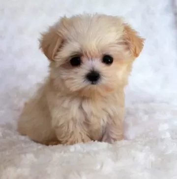 cute puppy 1