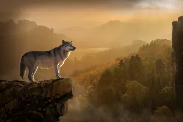 Wolf rock precipice predator