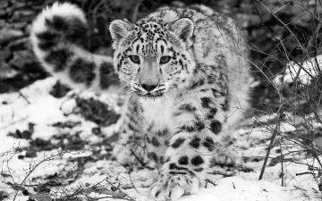 snow leopard snow hunting attention black and white