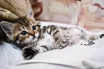 Kitten lying striped small cute