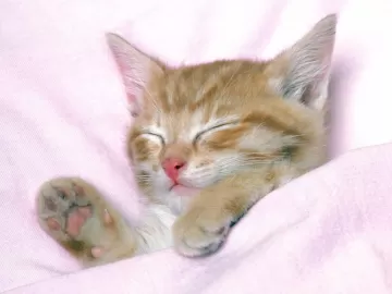 Kitten sleeping baby striped