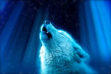 Wolf predator howl