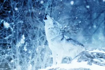 Wolf predator howl photoshop