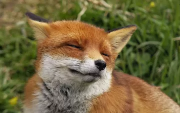 Fox face happiness predator