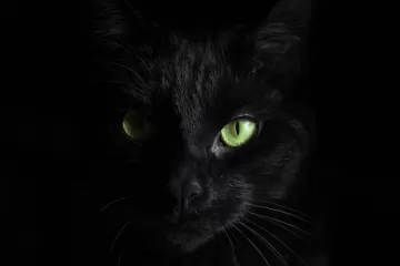 Black cat muzzle look
