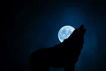 wolf silhouette moon night