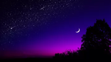 moon tree starry sky