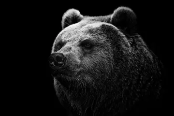 bear grizzly bear eyes nose