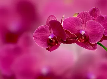 orchid flower petals pink