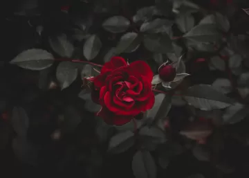 rose red flower bud