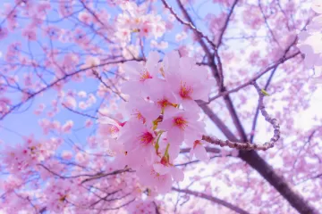 sakura flowers bloom