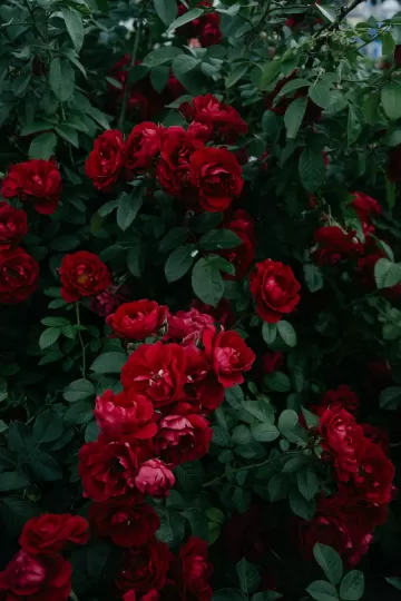 roses bush garden