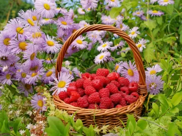 raspberries berries baskets flowers
