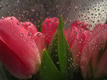 flowers behind glass drops tulips
