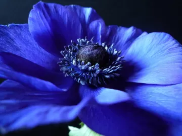 flower background blue black petals