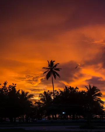 palm trees sunset tropics